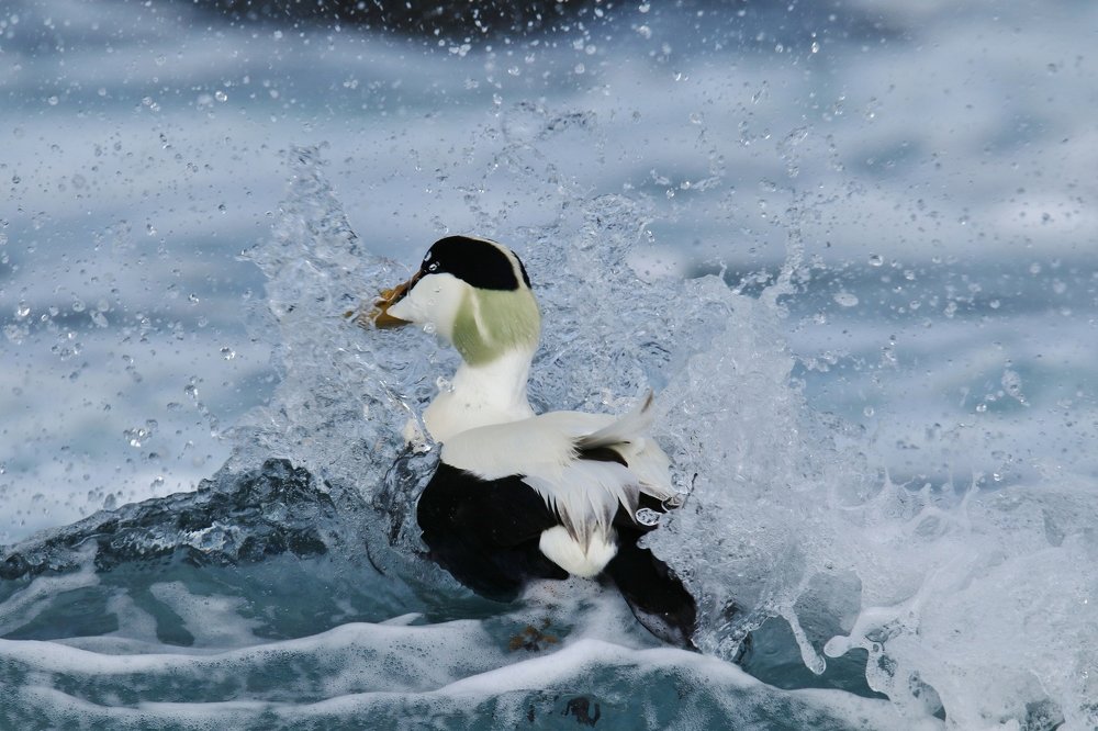 Photograph by philippe lahiton