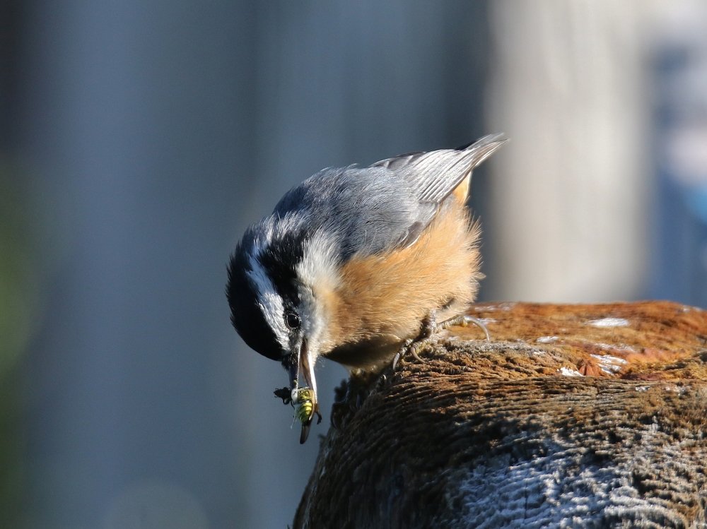 Photograph by philippe lahiton