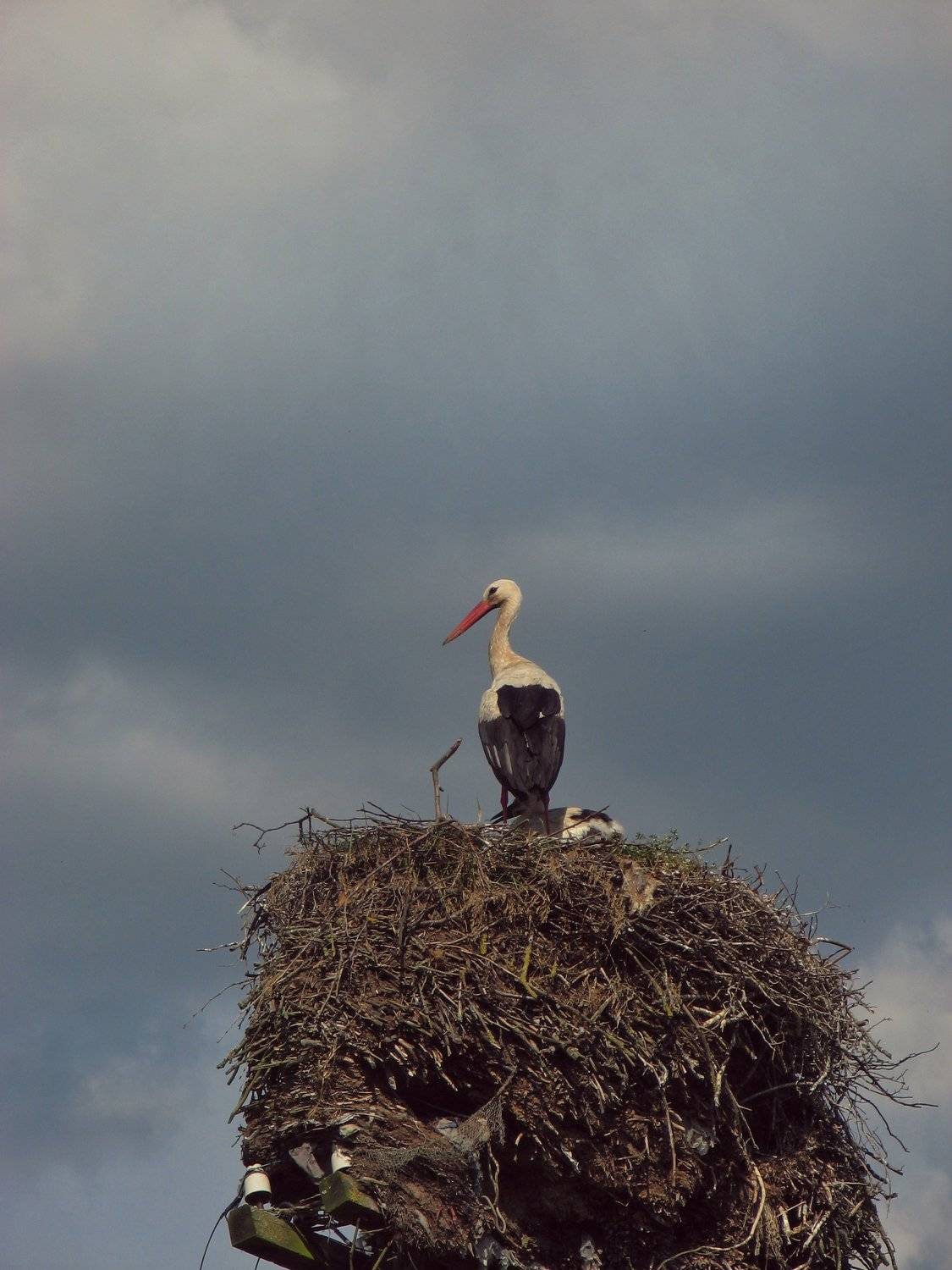 Photo #4850298
