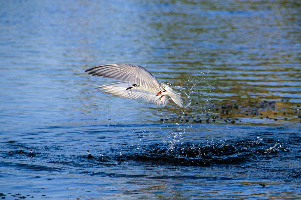 Photograph by E Hamdi Abdullah