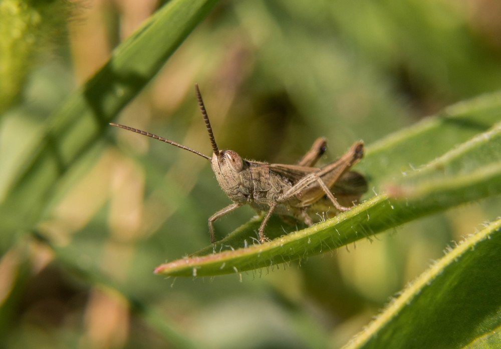 Саранча-кобылка