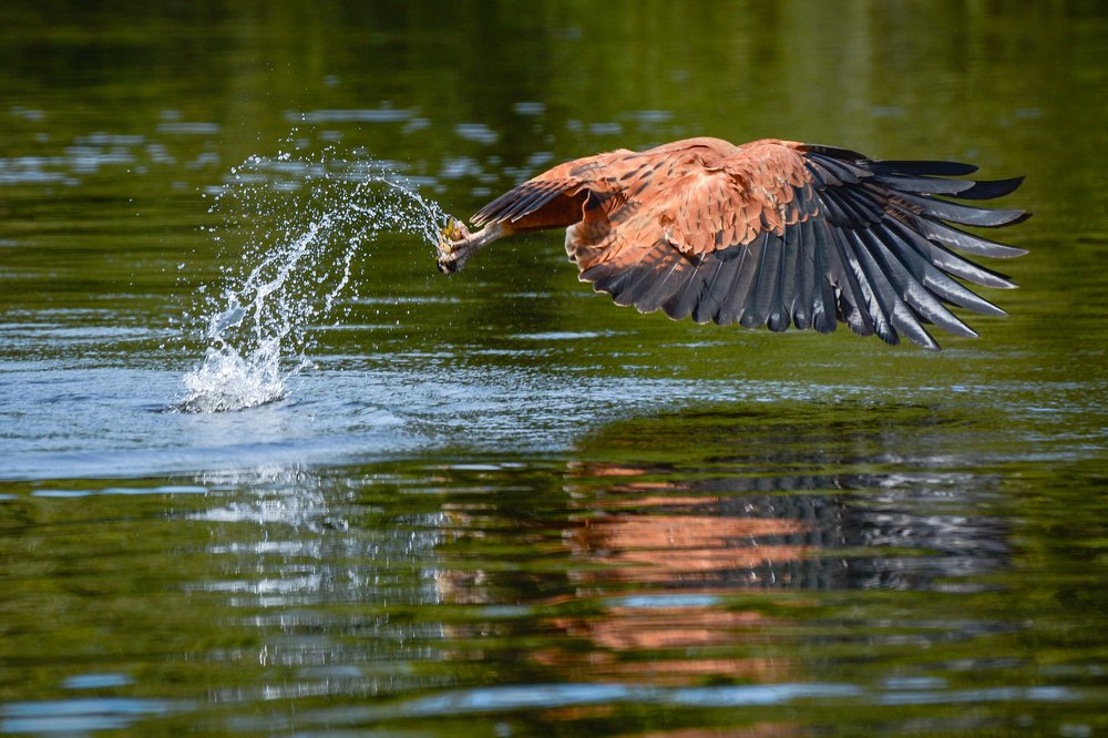 black-collared hawk of brazilian Pantanal
