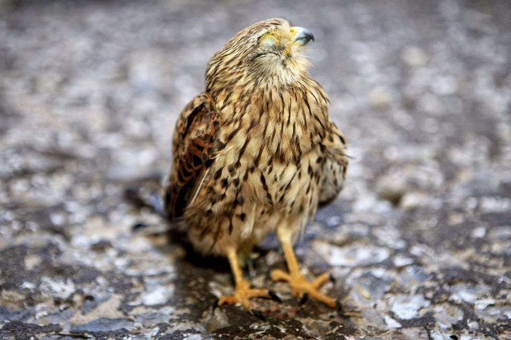 Спящий сокол