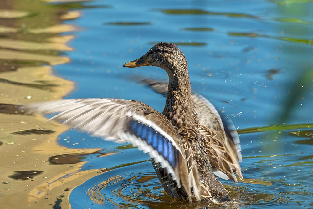 Смотрите, какая я красивая