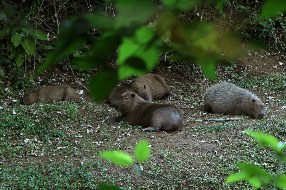 Photograph by Tatiana Barthem