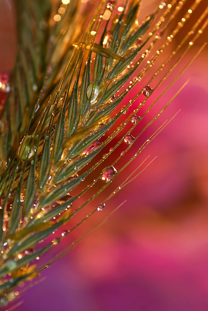 А притворялся подзаборным колоском