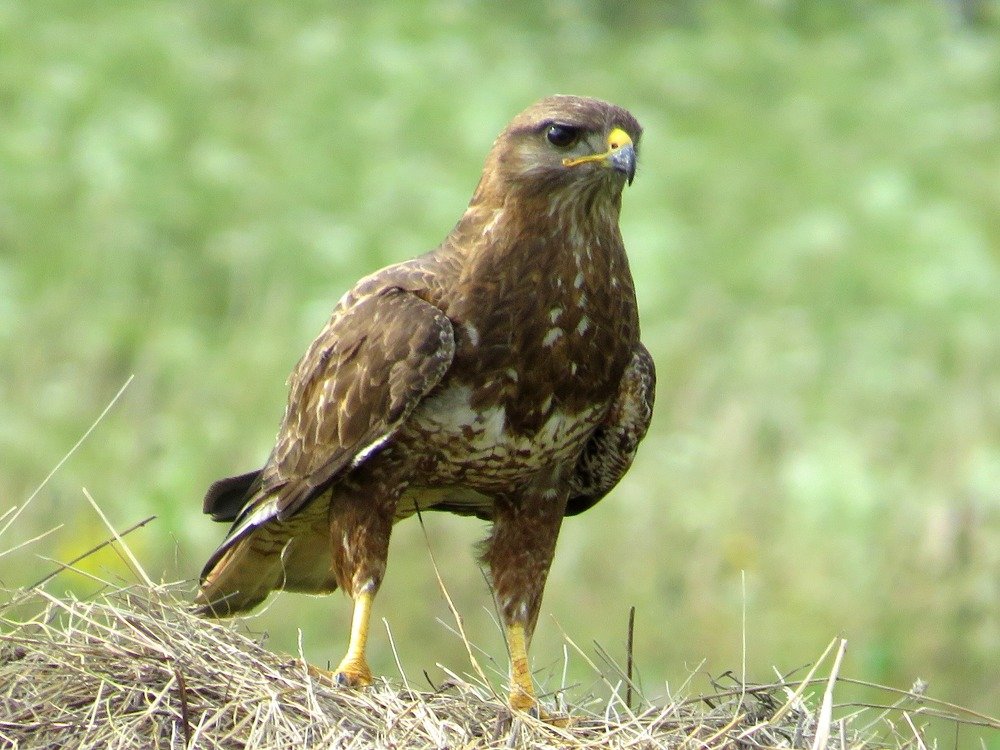 Photograph by Елена Гарипова