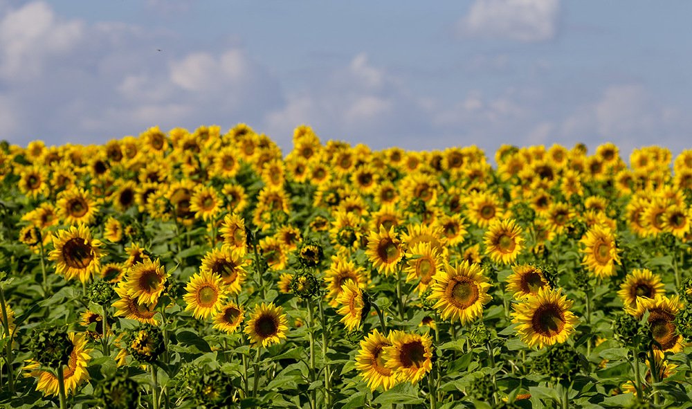 Фотография автора Анатолий Макоедов