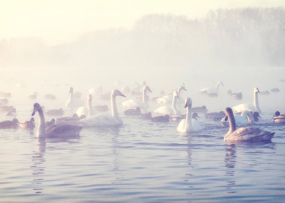 Лебединое озеро