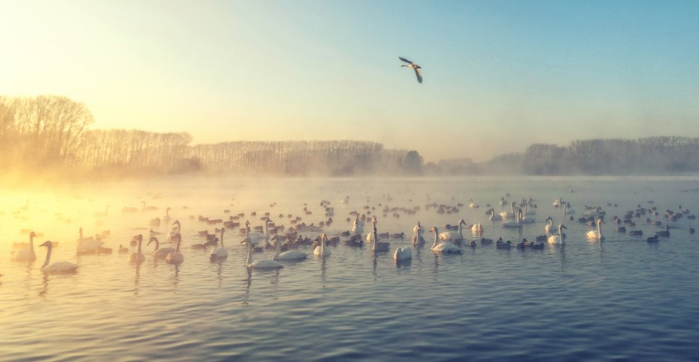 Лебединое озеро