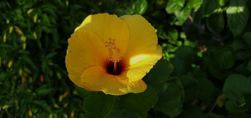 Yellow Hibiscus