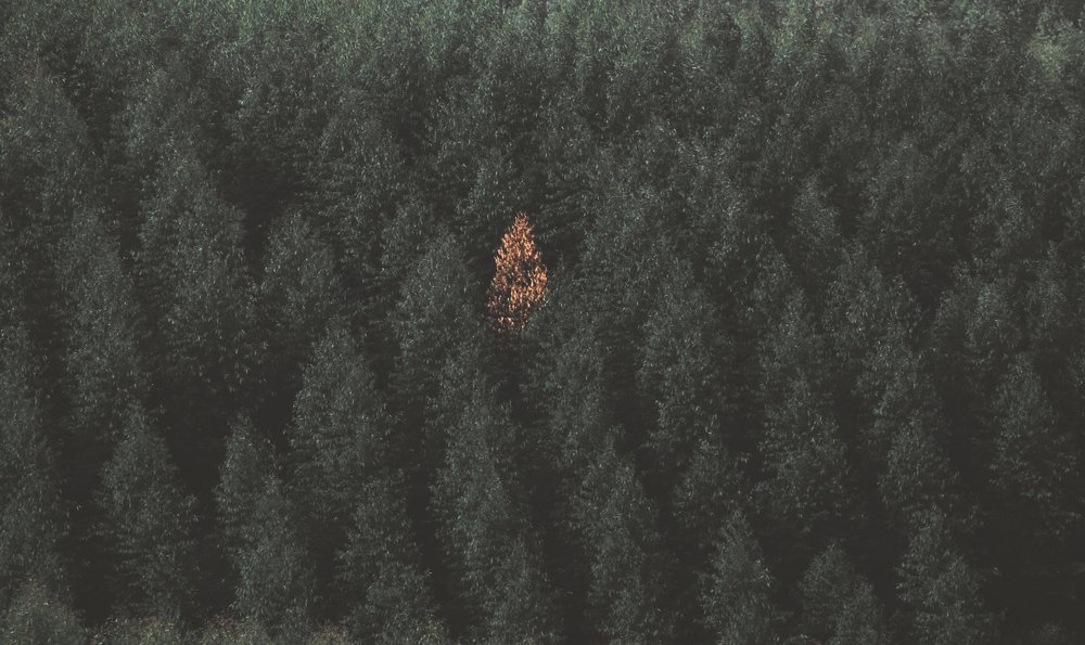 Фотография автора Anil Prabhakar