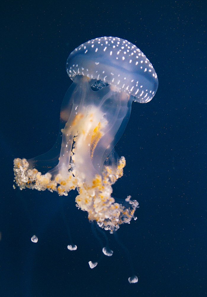 Jellyfish 4