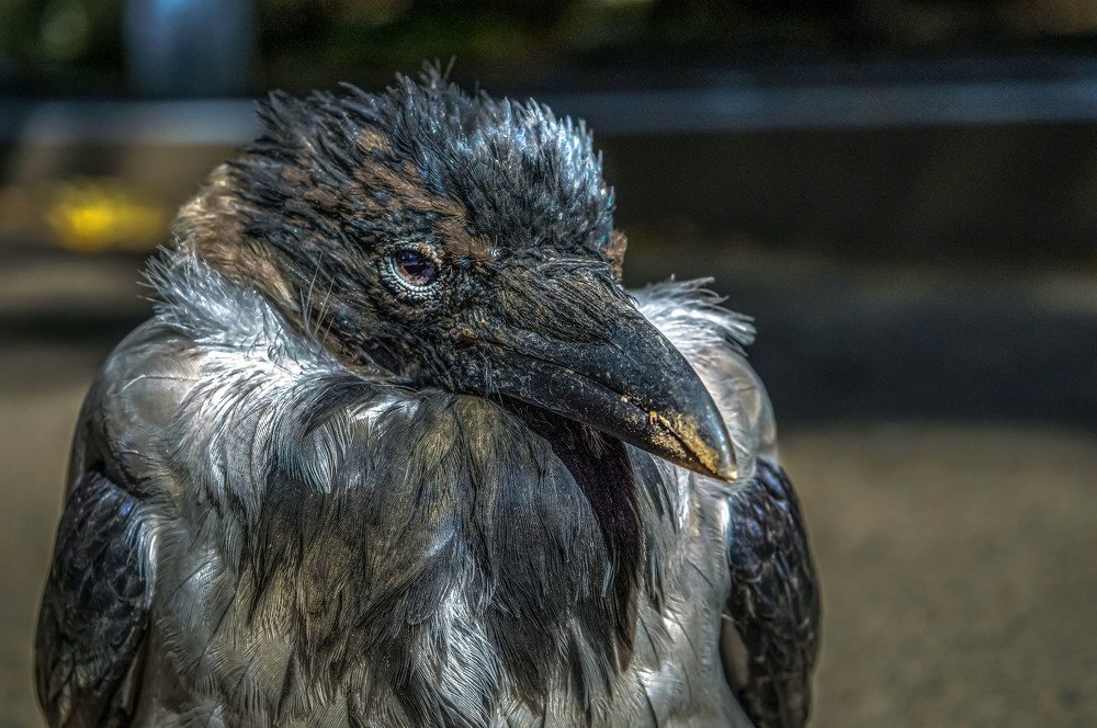 Photograph by Ирина Федорова