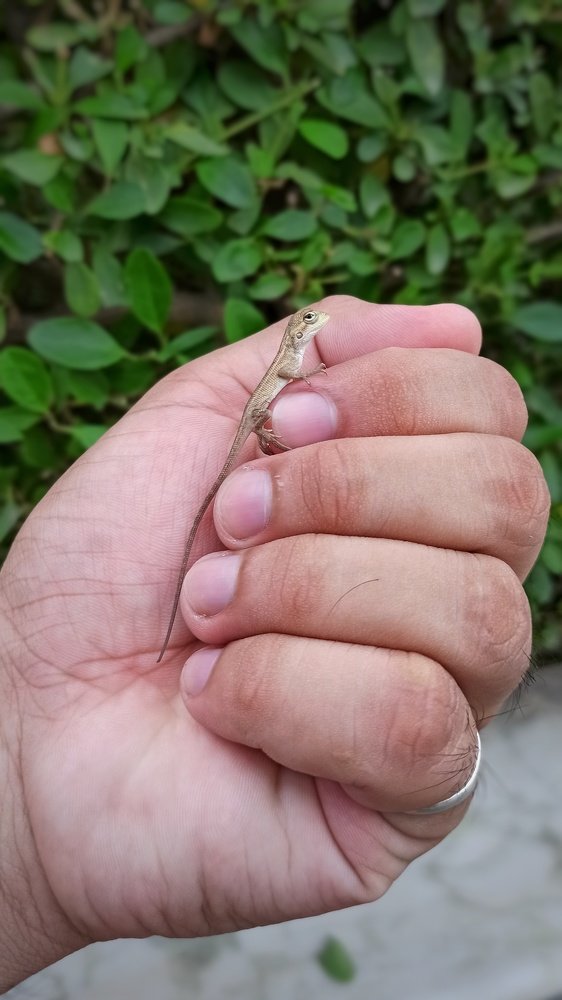 Фотография автора Ankur Kundu