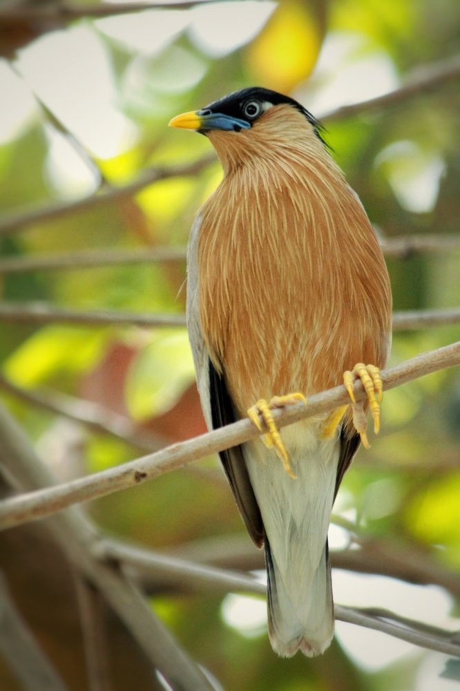 Фотография автора Ankur Kundu