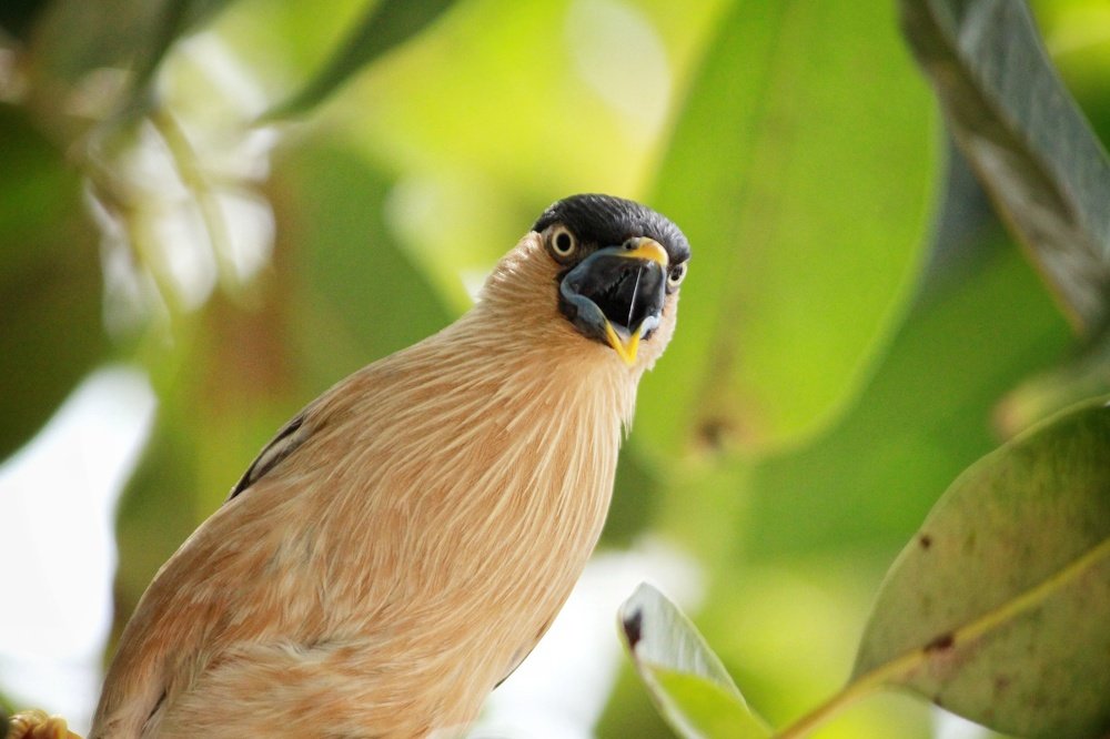 Фотография автора Ankur Kundu