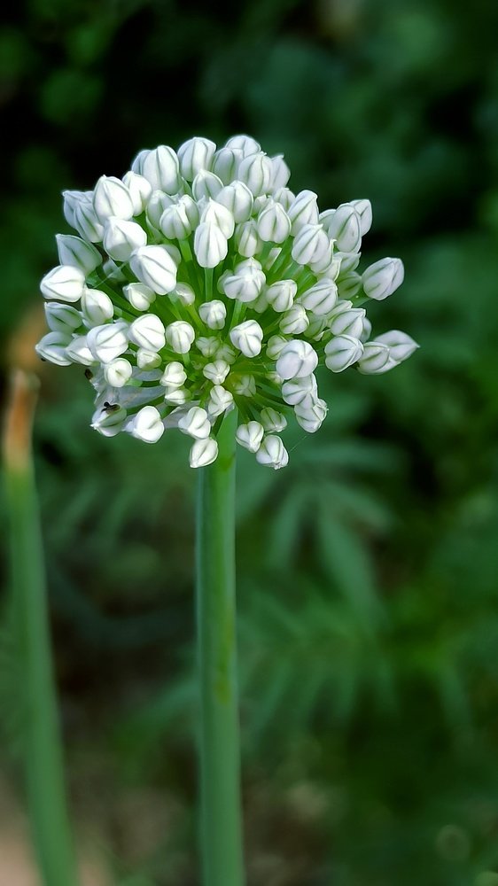 Фотография автора Ankur Kundu