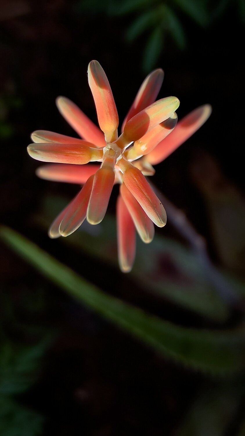 Photo #4850988