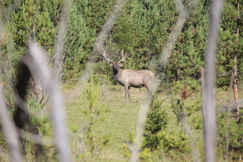 Photograph by Елена Верховская