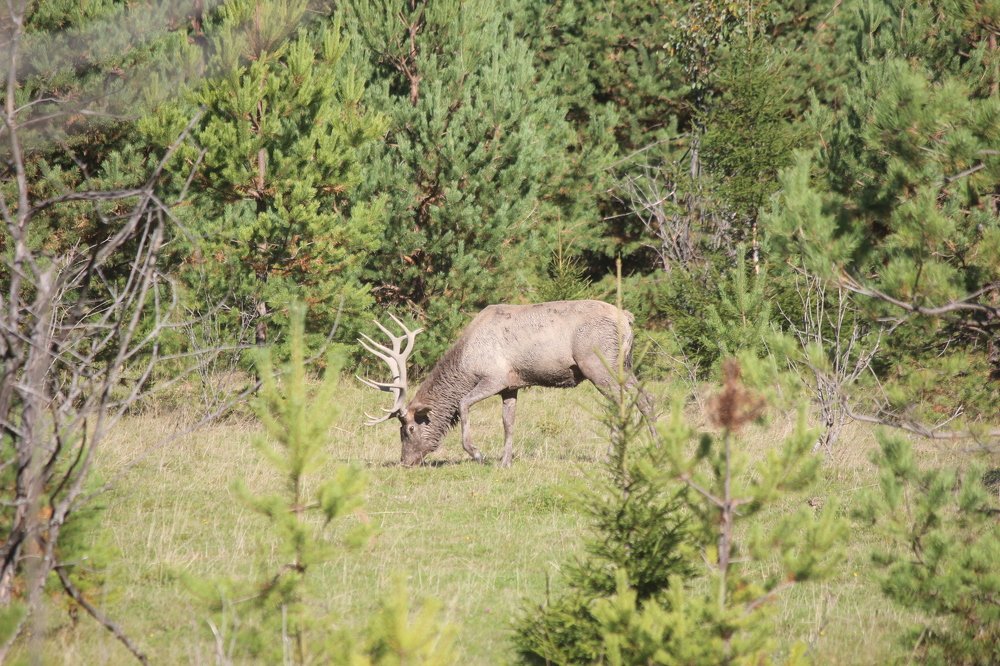 Photograph by Елена Верховская