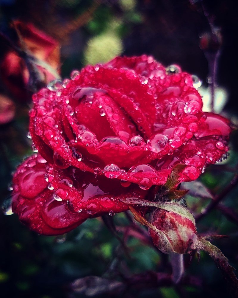 Photograph by Светлана