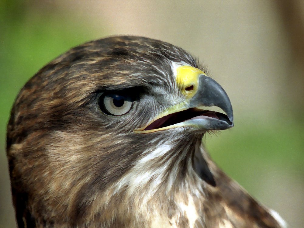 Photograph by Юрий Чернов