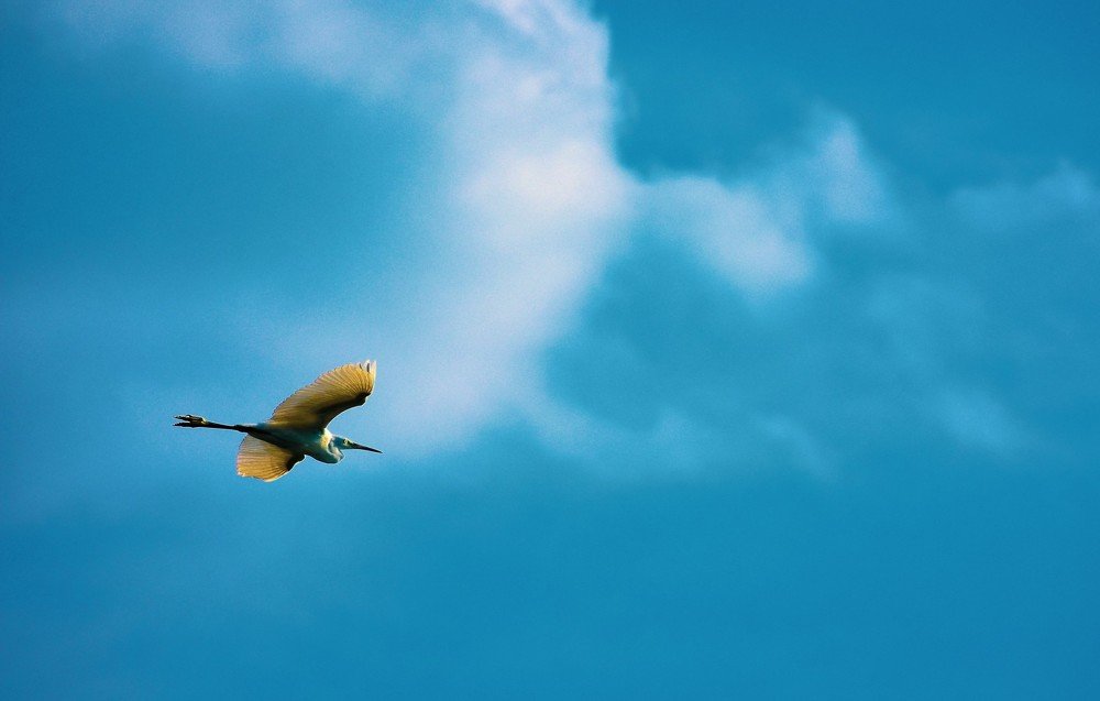 Let's glide full speed ahead for mission Catch Fish! - Snowy Egret