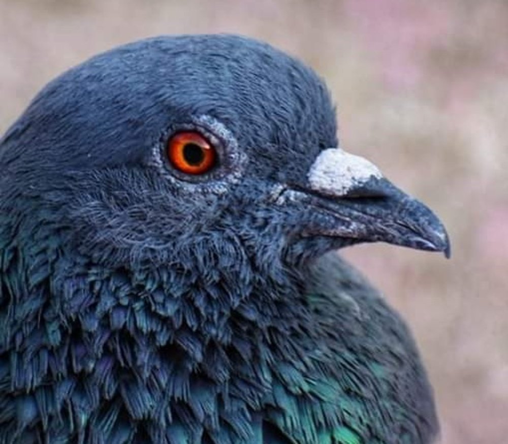 Фотография автора ABHISHEK SHAH