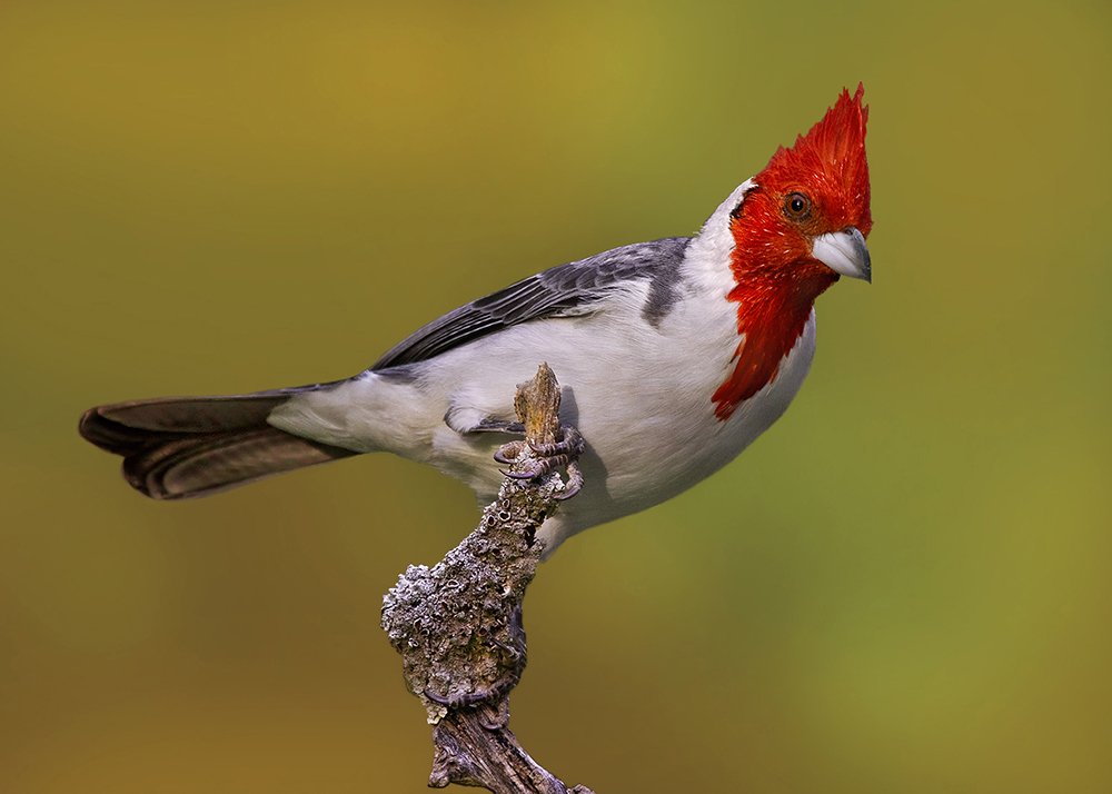 Red-crested Cardinal