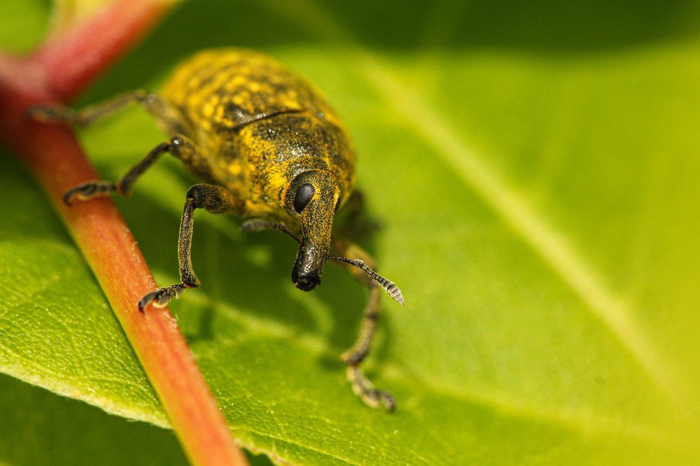 Долгоносик