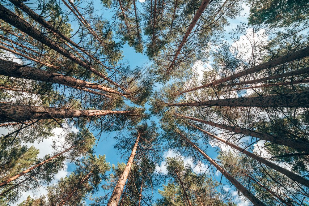 Photograph by Мария Харлашова