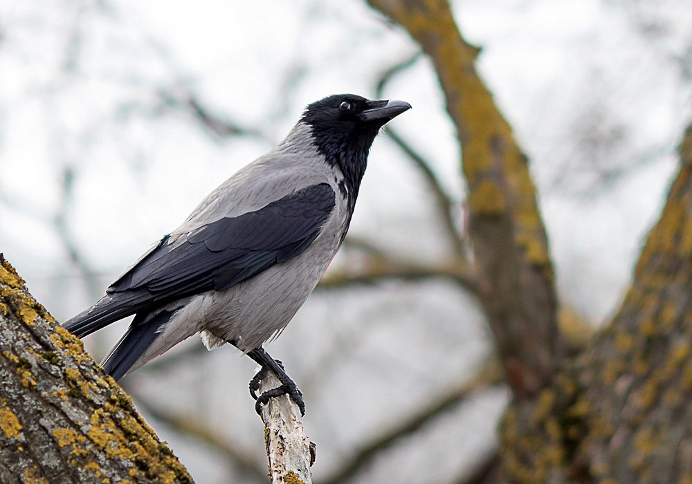 Photograph by Наталья Шалкевич