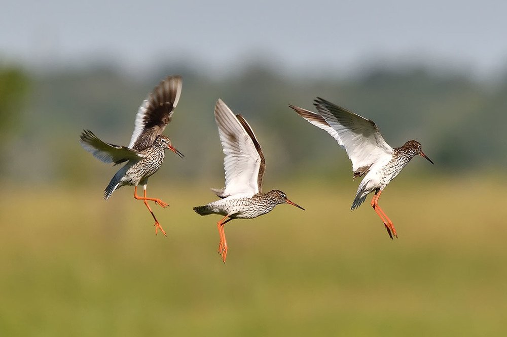 Балет травников