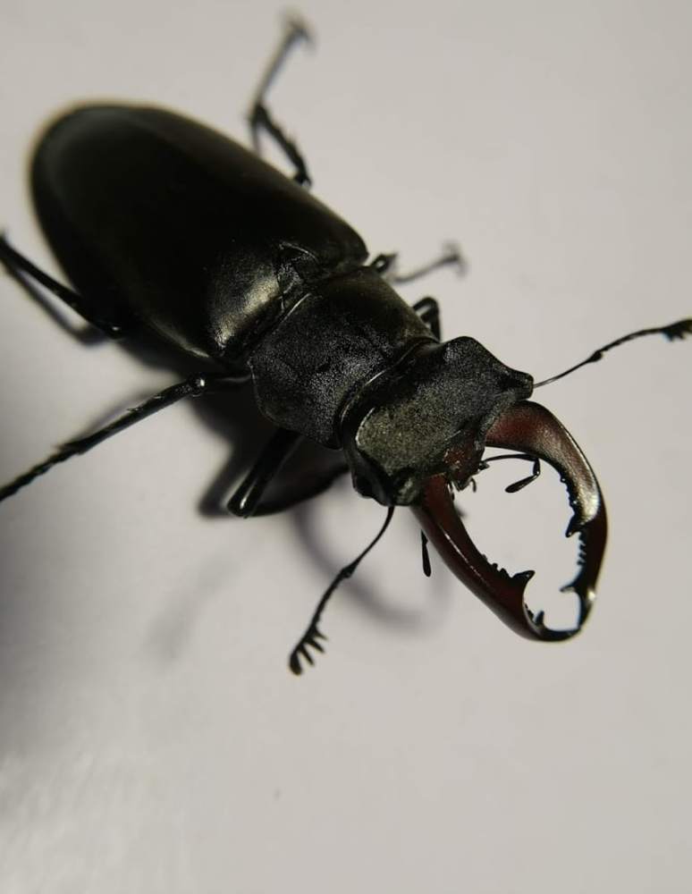 Photograph by Ирина Сметанина