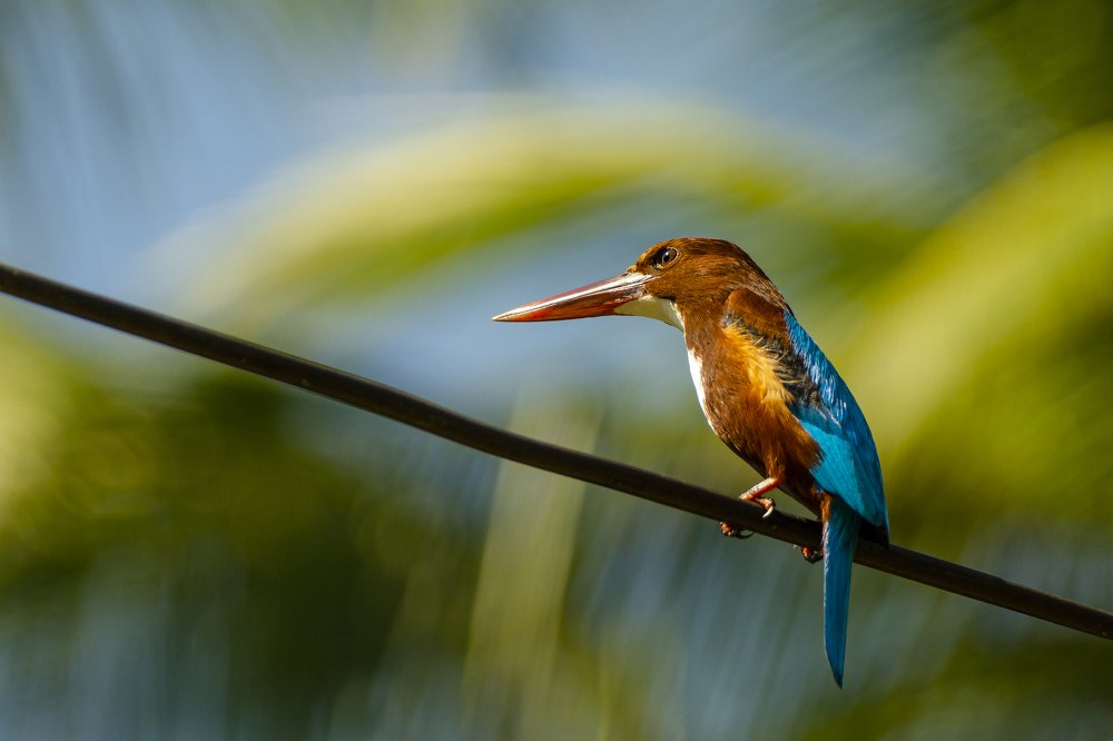 Kingfisher Sri Lanka