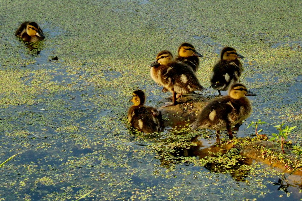 Photograph by Николай Николаевич Леухин