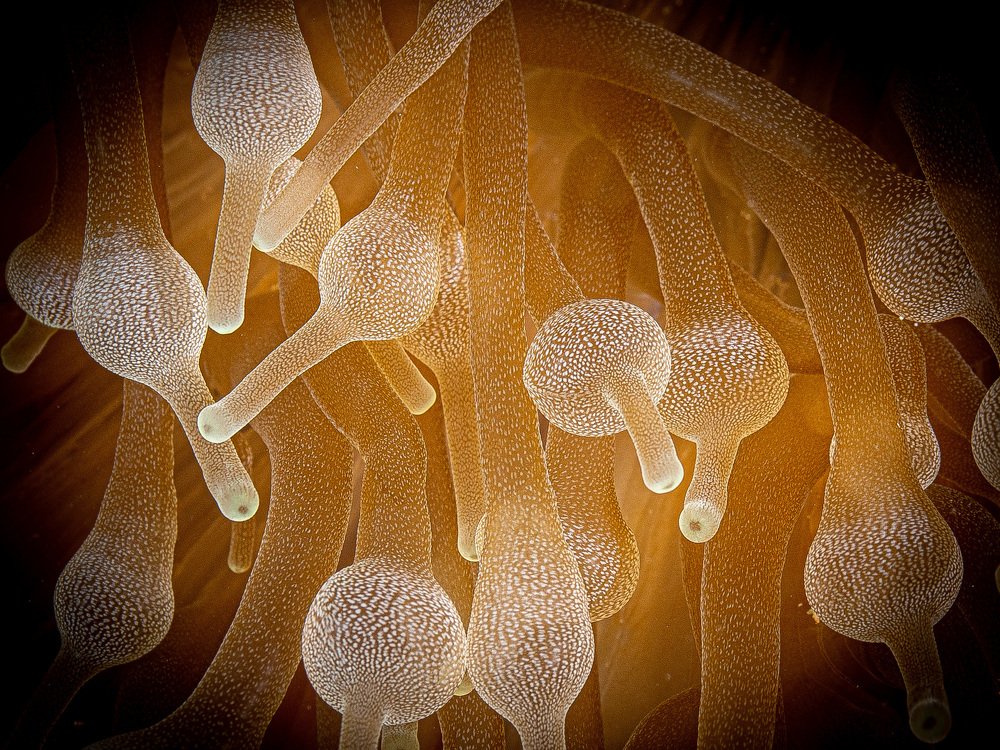 Photograph by Alexander Plakida