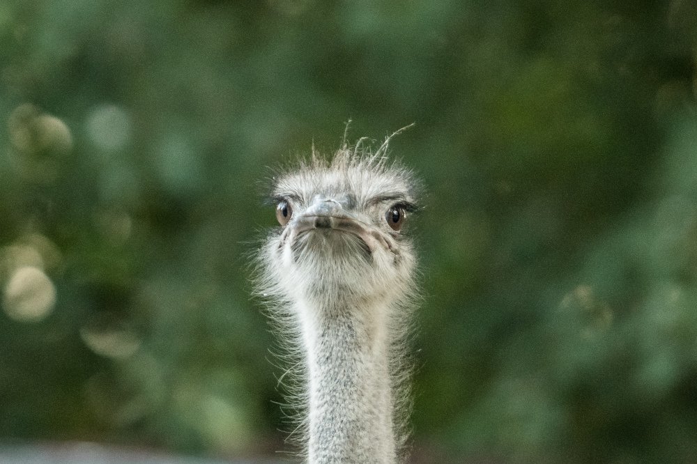 Curious Ostrich