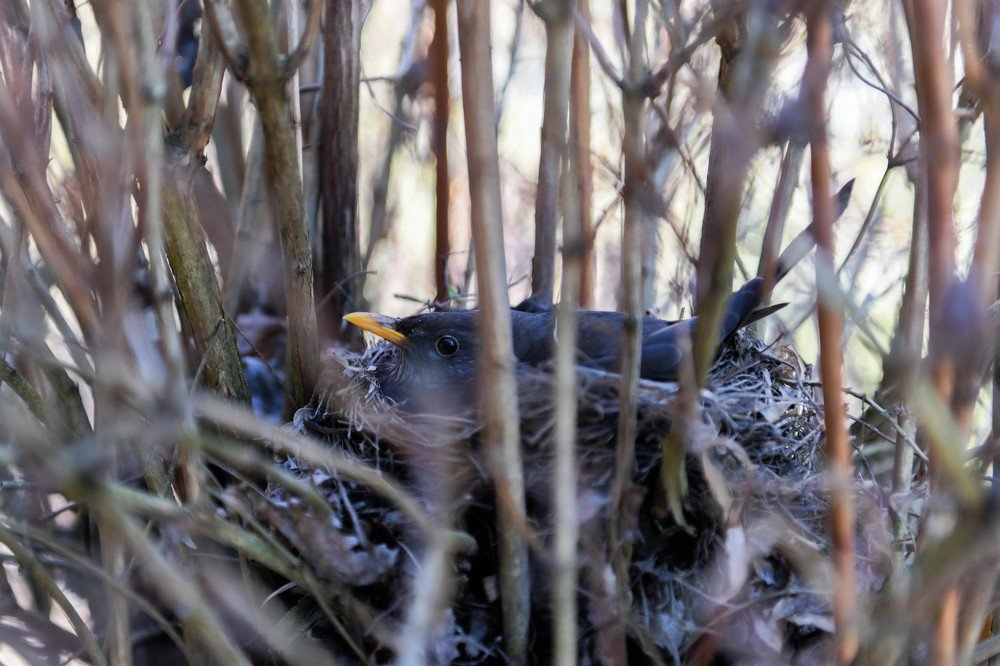 Photograph by Schewzow Lana