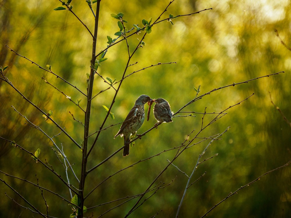 Photograph by Александр Губарев