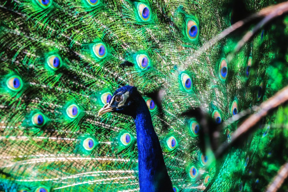 Photograph by Schewzow Lana