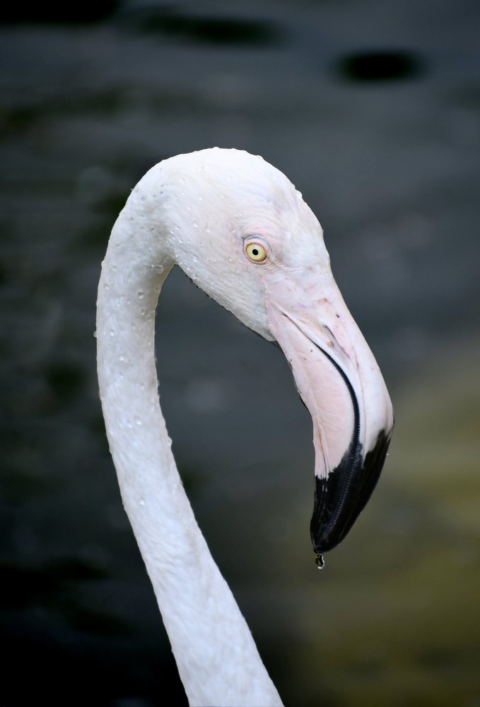 Photograph by Adl Abdolahi