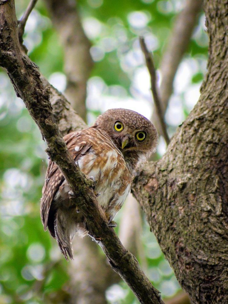 Eye to eye with an owl