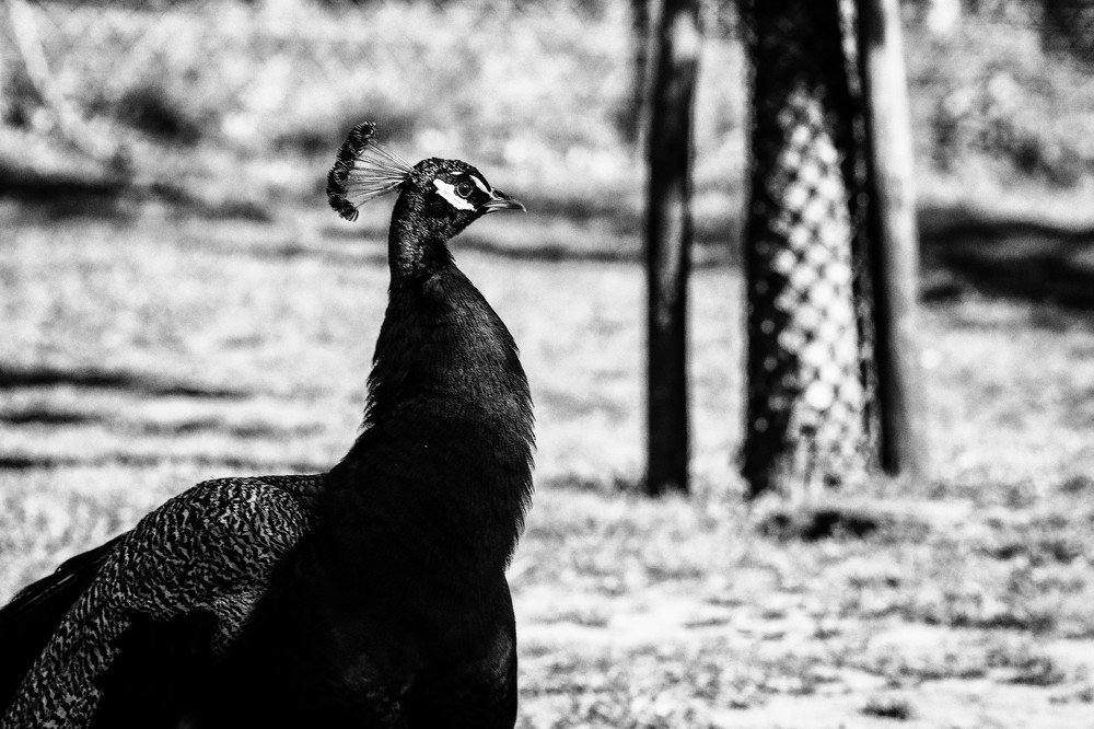 Photograph by Schewzow Lana