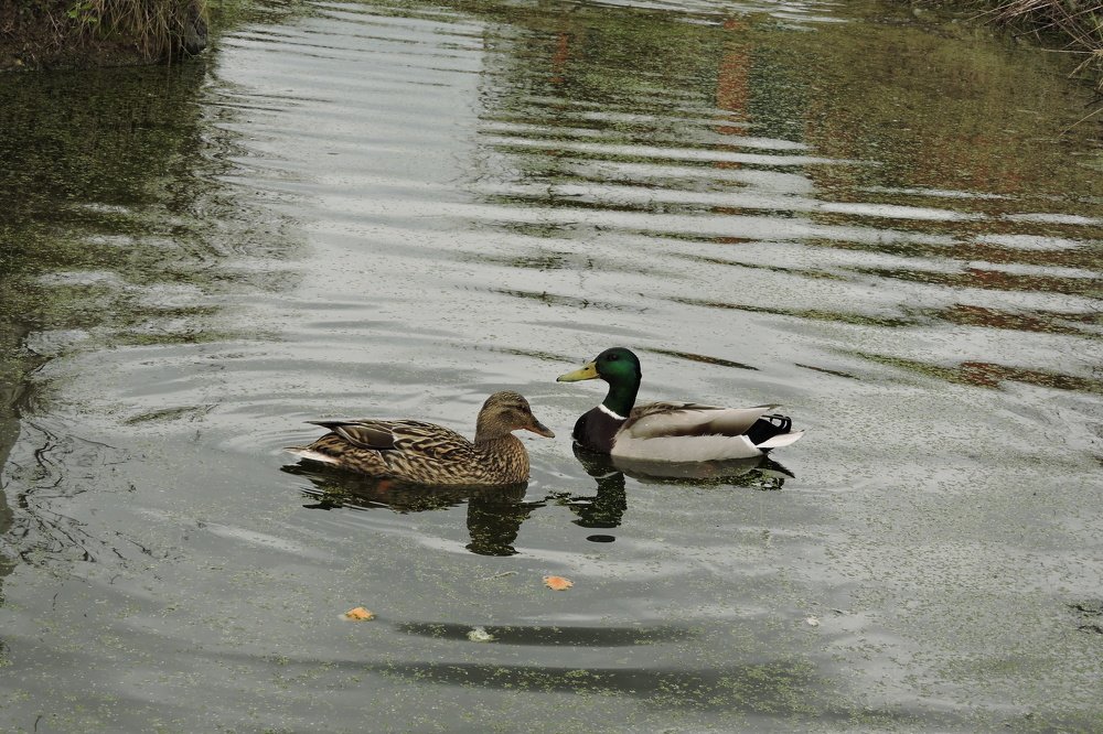 Photograph by Ольга Калачкина