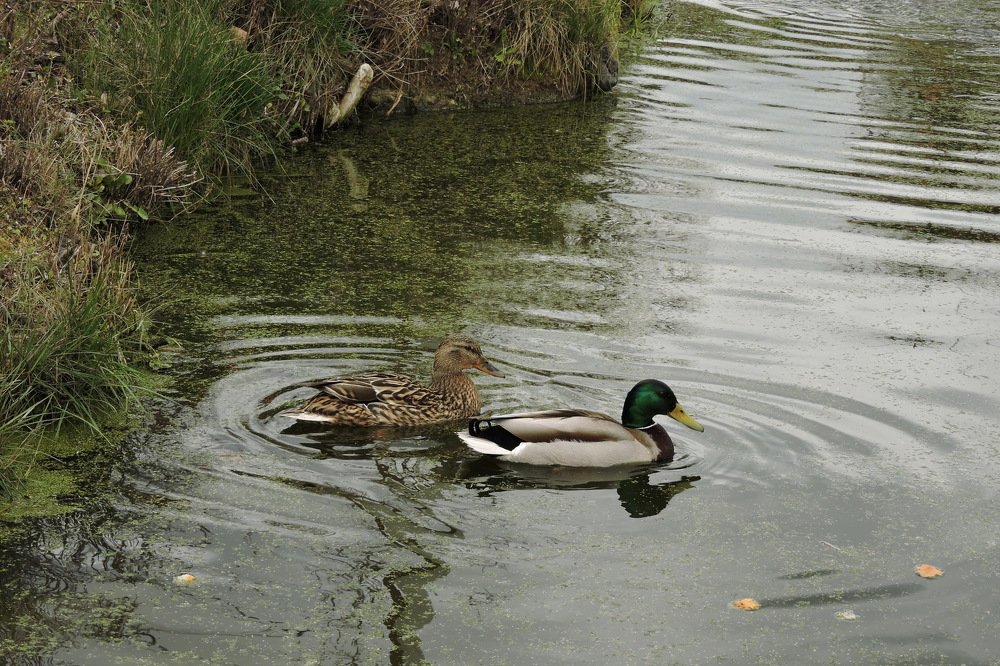 Photograph by Ольга Калачкина