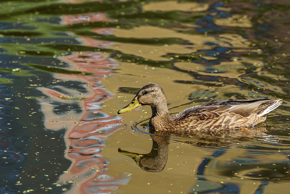 Утка в летних отражениях