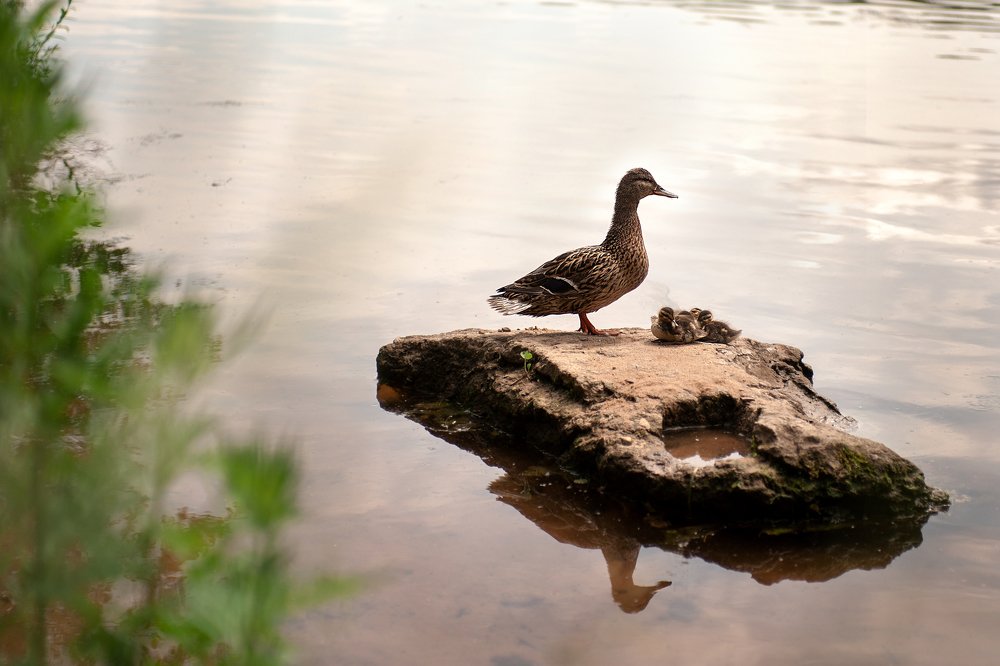 Photograph by Ольга Калачкина