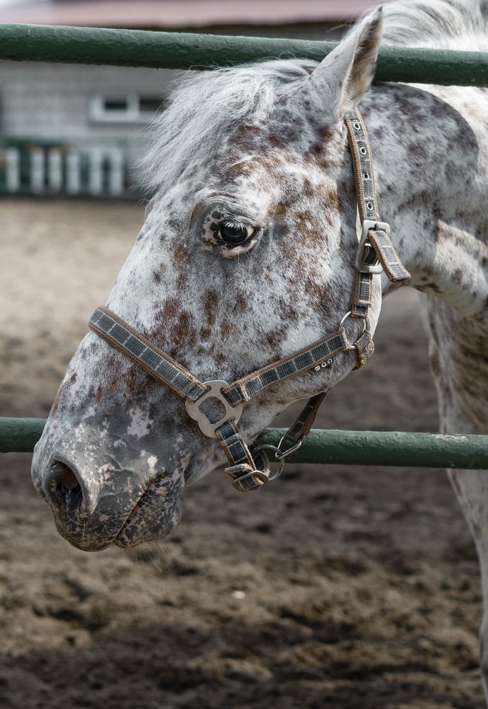 Photograph by Ольга Беспалько
